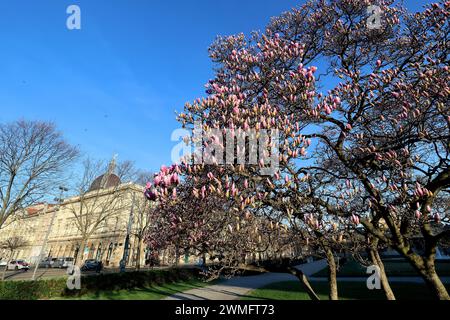 Zagreb, Kroatien. Februar 2024. Wegen des extrem warmen Wetters am 26. Im Februar 2024 blühte der Magnolienbaum in Zagreb Kroatien viel früher als alle Jahre zuvor. Foto: Patrik Macek/PIXSELL Credit: Pixsell/Alamy Live News Stockfoto