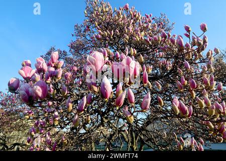 Zagreb, Kroatien. Februar 2024. Wegen des extrem warmen Wetters am 26. Im Februar 2024 blühte der Magnolienbaum in Zagreb Kroatien viel früher als alle Jahre zuvor. Foto: Patrik Macek/PIXSELL Credit: Pixsell/Alamy Live News Stockfoto