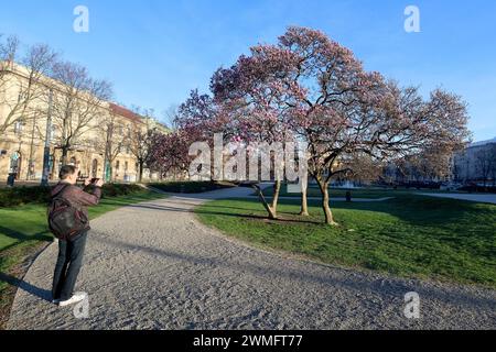 Zagreb, Kroatien. Februar 2024. Wegen des extrem warmen Wetters am 26. Im Februar 2024 blühte der Magnolienbaum in Zagreb Kroatien viel früher als alle Jahre zuvor. Foto: Patrik Macek/PIXSELL Credit: Pixsell/Alamy Live News Stockfoto