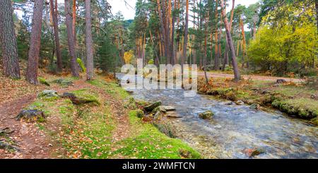 Eresma River, Scot Pine Forest, Sierra de Guadarrama National Park, Segovia, Kastilien und Leon, Spanien, Europa Stockfoto