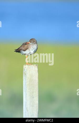 Der Rotschenkel oder einfach Rotschenkel (Tringa totanus) ist eine eurasische Watvögel Stockfoto