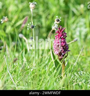 Die hebridische SumpfOrchidee (Dactylorhiza ebudensis) ist eine seltene Blume und kommt nur in Norduist auf den Äußeren Hebriden vor Stockfoto