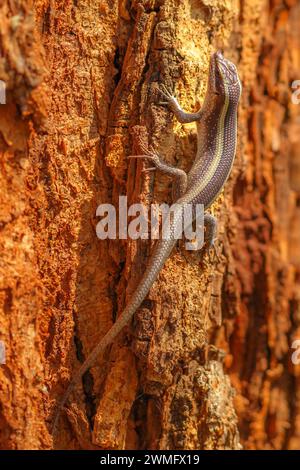 Afrikanisch gestreifte Skinchse, Trachylepis striata, afrikanische Eidechse mit zwei gelblichen Streifen auf zwei Seiten der Wirbelsäule. Lebt im Kruger-Nationalpark Stockfoto