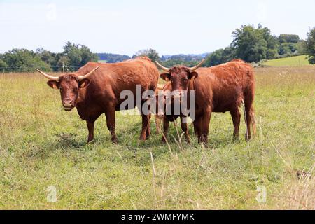 Die französischen Salers züchten Milch- und Fleischkühe, die sich durch ihr mahagonifarbenes Fell im Sommer und Hitzewellen auszeichnen. Landwirtschaft, Rinderzucht und Huma Stockfoto