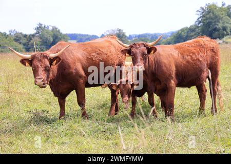 Die französischen Salers züchten Milch- und Fleischkühe, die sich durch ihr mahagonifarbenes Fell im Sommer und Hitzewellen auszeichnen. Landwirtschaft, Rinderzucht und Huma Stockfoto