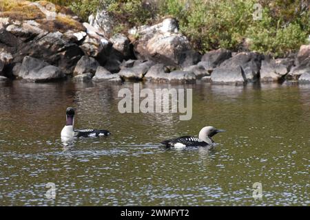 Schwarzkehlentaucher (Gavia arctica) sehen in ihrem Sommergefieder elegant aus Stockfoto