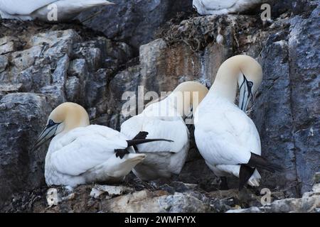 Morus bassanus (nördlicher Tölpel), der seine Federn prägt Stockfoto