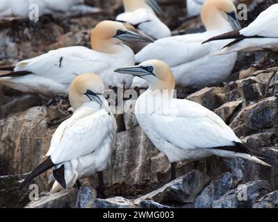 Das Brutpaar des Nördlichen Tölpels (Morus bassanus) Stockfoto