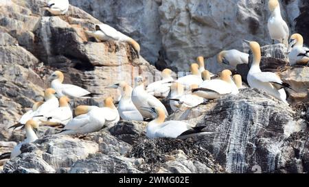 Colony of Northern Tölnets (Morus bassanus) in Bass Rock, Schottland Stockfoto