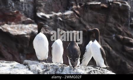 Gemeiner Murre oder gemeiner guillemot (Uria aalge), der auf einem Felsen steht Stockfoto