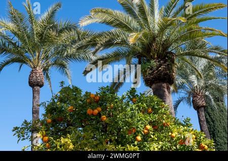 Kleine Bitterorangen oder Sevillanische Orangen mit entkernter Haut werden in den Straßen um Cordoba angebaut und erzeugen in Anda ein angenehmes Orangenaroma Stockfoto