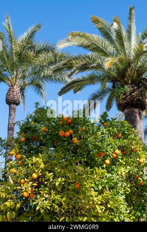 Kleine Bitterorangen oder Sevillanische Orangen mit entkernter Haut werden in den Straßen um Cordoba angebaut und erzeugen in Anda ein angenehmes Orangenaroma Stockfoto