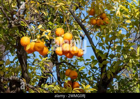 Kleine Bitterorangen oder Sevillanische Orangen mit entkernter Haut werden in den Straßen um Cordoba angebaut und erzeugen in Anda ein angenehmes Orangenaroma Stockfoto