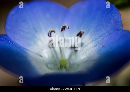 Nahaufnahme eines kleinen, zarten Baby Blue Eyes, Nemophila menziesii, Blume Stockfoto