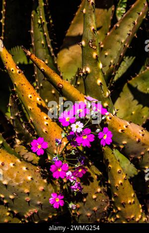 Die feinen zarten, lila Blüten der Feen Primula malacoides, mit den dornbedeckten Blättern einer Aloe im Hintergrund Stockfoto