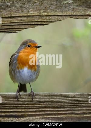Europäischer Rotkehlchen (Erithacus rubecula), der in einem hölzernen Gartenzaun posiert Stockfoto