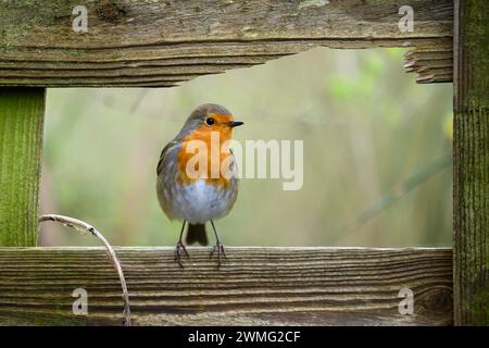 Europäischer Rotkehlchen (Erithacus rubecula), der in einem hölzernen Gartenzaun posiert Stockfoto