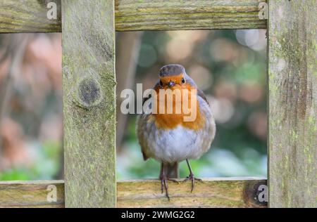 Europäischer Rotkehlchen (Erithacus rubecula), der in der Lücke eines Gartenspalierzauns sitzt Stockfoto