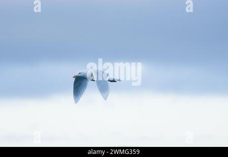 Ein Vogel fliegt in den Himmel Stockfoto