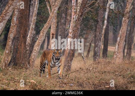 Bengalischer Tiger - Panthera Tigris tigris, schöne farbige große Katze aus südasiatischen Wäldern und Wäldern, Nagarahole Tiger Reserve, Indien. Stockfoto