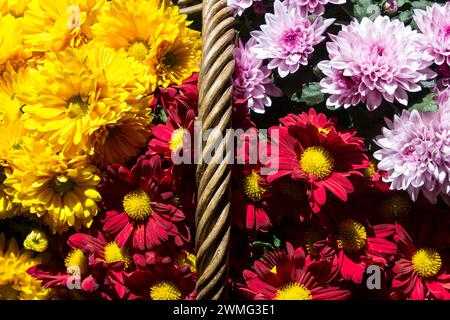 Blick von oben auf verschiedene Sorten und Hybriden von bunten Chrysanthemen-Blüten in einem Korb. Stockfoto