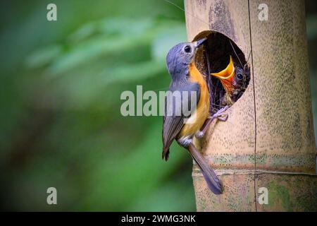 Javanischer blauer Fliegenfänger (Cyornis banyumas) füttert die Küken Stockfoto