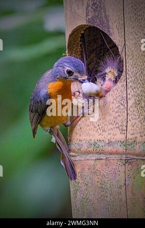 Javanischer blauer Fliegenfänger (Cyornis banyumas) füttert die Küken Stockfoto