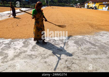 Dhamrai, Dhaka, Bangladesch. Februar 2024. Arbeiter trocknen Reiskörner in einer Reismühle in Dhamrai, Dhaka. Diese Reiskörner werden drei bis vier Tage lang auf dem Boden der Mühle in der Sonne gekocht und getrocknet. Arbeiter bürsten mit großen Holzbürsten, um jedes Korn gleichmäßig zu trocknen. (Kreditbild: © Syed Mahabubul Kader/ZUMA Press Wire) NUR REDAKTIONELLE VERWENDUNG! Nicht für kommerzielle ZWECKE! Quelle: ZUMA Press, Inc./Alamy Live News Stockfoto