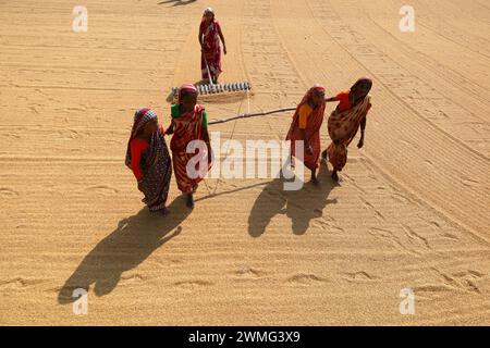 Dhamrai, Dhaka, Bangladesch. Februar 2024. Arbeiter trocknen Reiskörner in einer Reismühle in Dhamrai, Dhaka. Diese Reiskörner werden drei bis vier Tage lang auf dem Boden der Mühle in der Sonne gekocht und getrocknet. Arbeiter bürsten mit großen Holzbürsten, um jedes Korn gleichmäßig zu trocknen. (Kreditbild: © Syed Mahabubul Kader/ZUMA Press Wire) NUR REDAKTIONELLE VERWENDUNG! Nicht für kommerzielle ZWECKE! Quelle: ZUMA Press, Inc./Alamy Live News Stockfoto