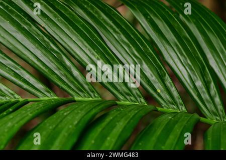 Vollformataufnahme von Palmblatt Stockfoto
