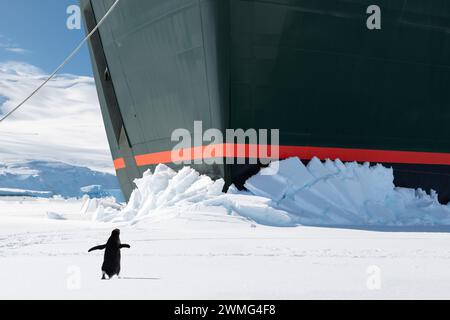 Neugieriger Pinguin, der vor dem Bug eines Expeditionsschiffes in der Antarktis steht. Stockfoto