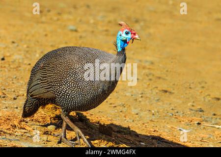 Guineafowl am Boden im Kruger-Nationalpark, Südafrika. Haustier gesprenkelte Hühner oder Original-Geflügel. Helm Guineafowl-Arten der Familie der Numididae. Stockfoto