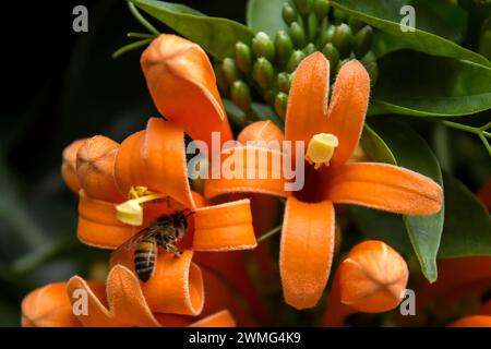 Eine Biene, die die leuchtend orange Blüte einer goldenen Rebe bestäubt, Pyrostegia venusta. Stockfoto