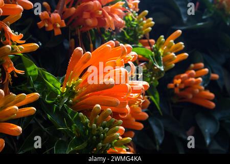 Glühende Blütenbündel und Blütenknospen einer goldenen Dusche, Pyrostegia venusta, Stockfoto