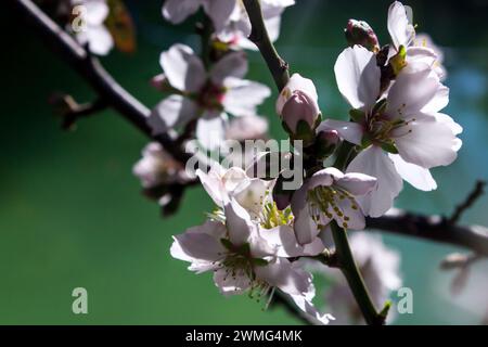 Ein Zweig einer Süßmandel Prunus dulcis, bedeckt mit zarten weißen Blüten und Blütenknospen im frühen Frühjahr vor grünlich blauem Hintergrund. Stockfoto