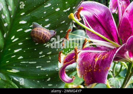 Eine große rosafarbene Blüte einer Sternenlilie, mit einer braunen Gartenschnecke auf dem Blatt im Hintergrund. Stockfoto