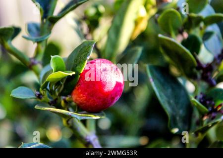 Die rote Frucht einer großen Num-num, Carissa macrocarpa Stockfoto