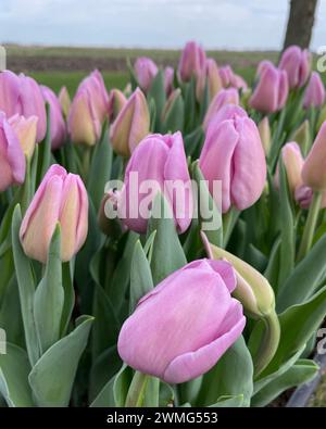 Lila Tulpen in Blüte zu Ostern Stockfoto