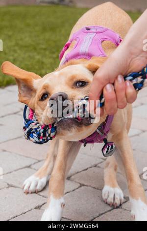 Labormischhund, der mit Menschen schleppt Stockfoto