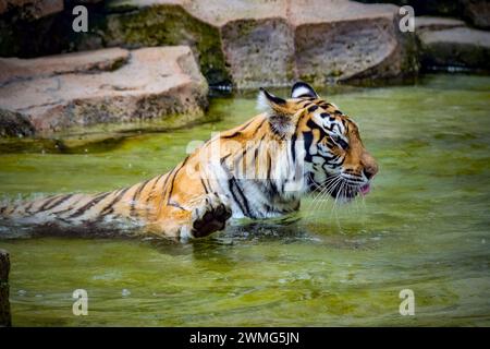Porträt des bengalischen Tigers auf dem Teich Stockfoto