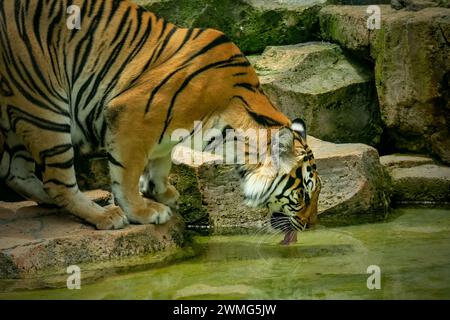 Porträt des bengalischen Tigers auf dem Teich Stockfoto