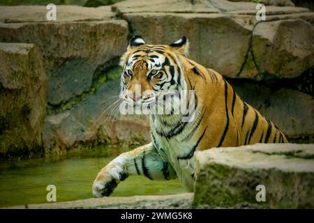 Porträt des bengalischen Tigers auf dem Teich Stockfoto