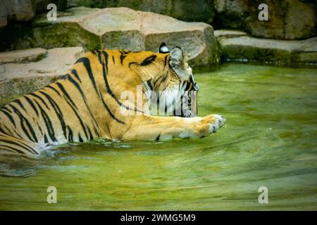 Porträt des bengalischen Tigers auf dem Teich Stockfoto