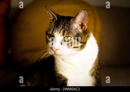 Niedliche Tabbykatze. Nahaufnahme. Stockfoto