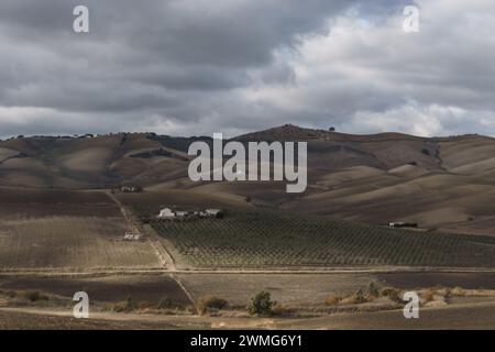 Rustikale Landschaft Andalusiens von Olivenbäumen und Weinbergen an den Hängen der Berge, Setenil de las Bodegas, Andalusien, Spanien Stockfoto