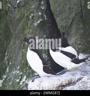 Kleine Gruppe von Razorbills (ALCA Torda), die auf einer Klippe thront Stockfoto