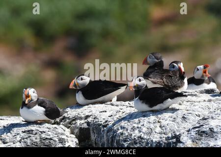 Gruppe von Atlantischen Puffinen (Fratercula arctica), die auf der Klippe ruhen Stockfoto