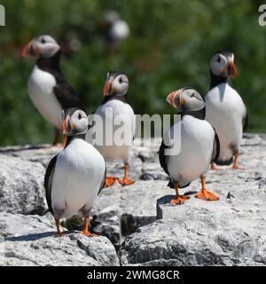 Gruppe von Atlantischen Puffinen (Fratercula arctica), die auf der Klippe ruhen Stockfoto