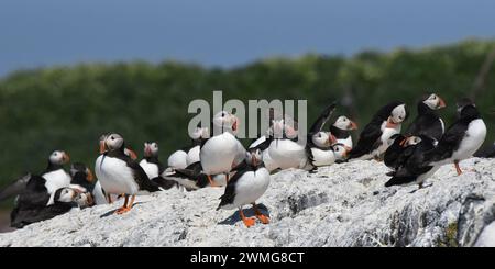 Gruppe von Atlantischen Puffinen (Fratercula arctica), die auf der Klippe ruhen Stockfoto