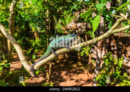 Grünes Chamäleon, Calumma parsonii klettert auf einen Ast, wildes Tier, Madagaskar. Stockfoto